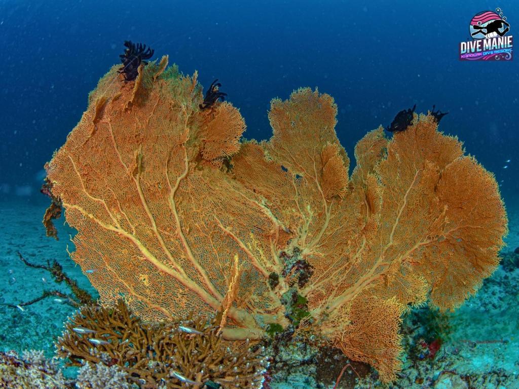 Khaolak Dive Resort 蔻立 外观 照片