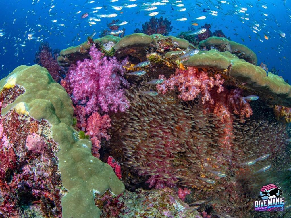 Khaolak Dive Resort 蔻立 外观 照片