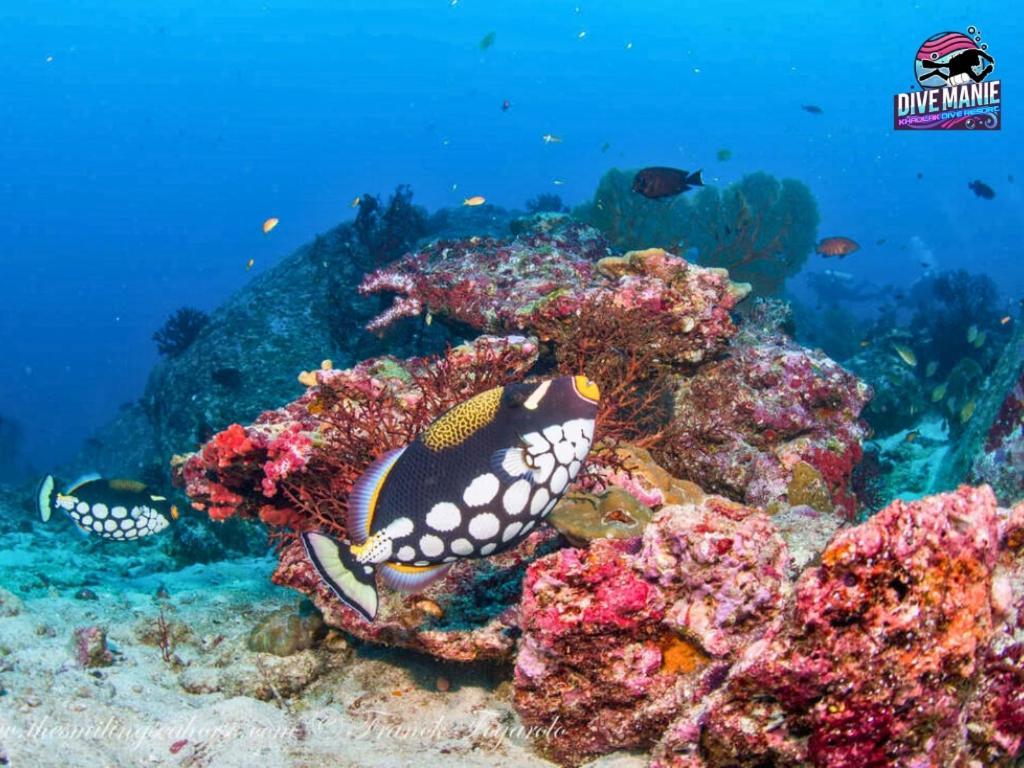 Khaolak Dive Resort 蔻立 外观 照片